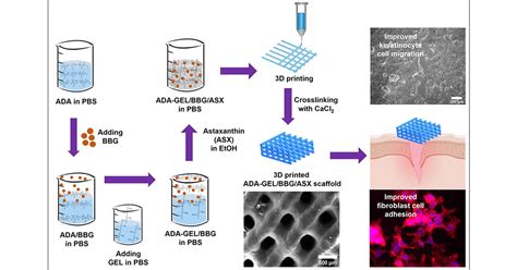  Alginate - The Unsung Hero of Wound Healing and 3D Bioprinting!