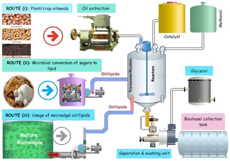 Rapeseed Oil for Sustainable Biofuel Production and Food-Grade Applications!