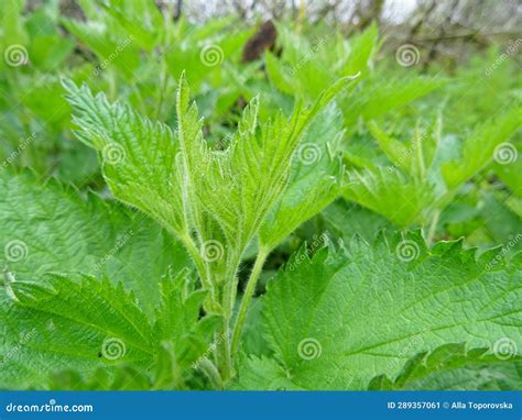 Understanding Urtica Dioica: A Natural Fiber Powerhouse for Sustainable Textiles and Biodegradable Applications!