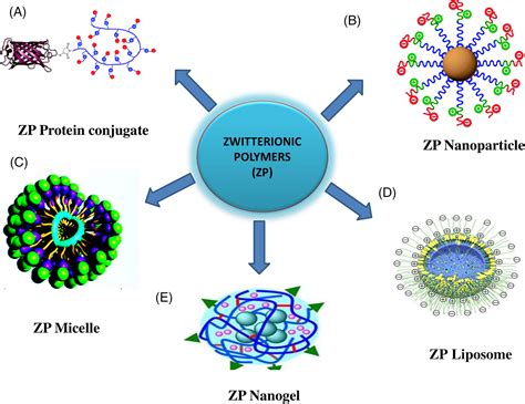  Zwitterionic Polymers: Revolutionizing Biocompatibility and Targeted Drug Delivery!